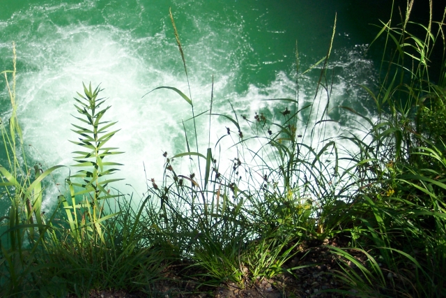 Sommer 2004: Buchenegger Wasserfälle - Gumpe und Pflanzen
