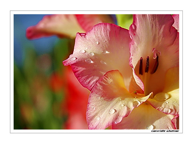 Sommer 2006 nach einem Regenschauer