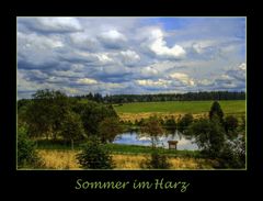 Sommer 2007 im Harz