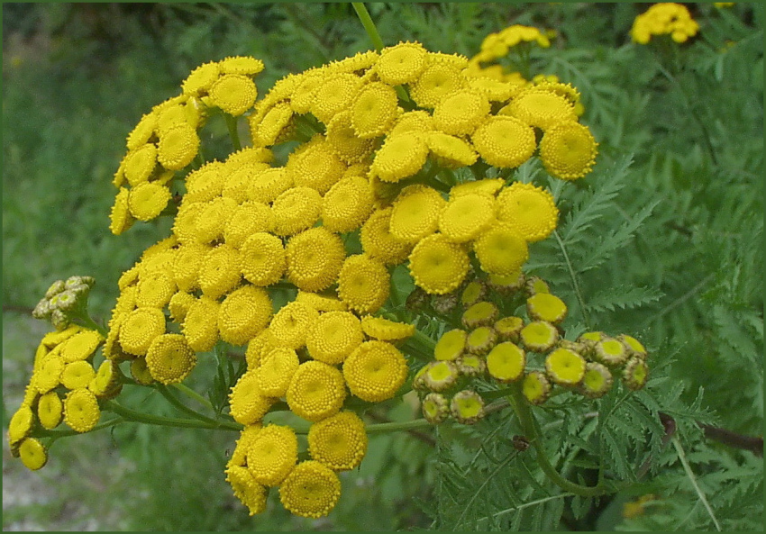 Sommer 2008 - Am Wegesrand