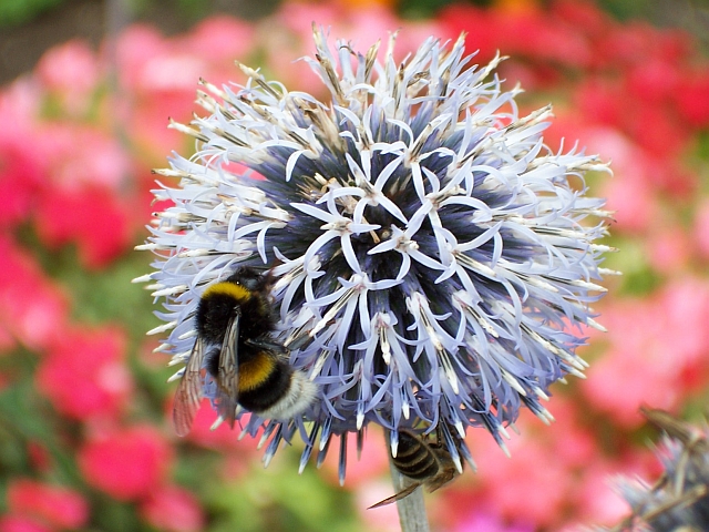 Sommer 2008: Bad Wörishofen Kurpark - Kugeldistel mit Hummel