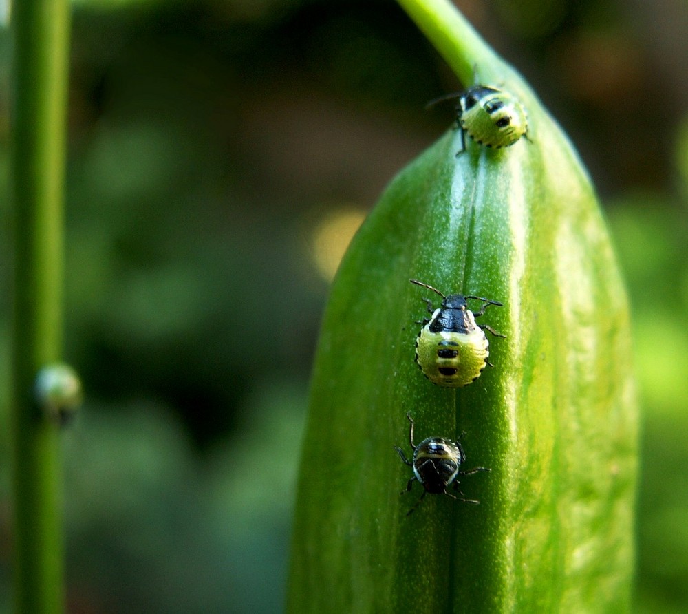 Sommer 2008 - selbst die Marienkäfer sind noch grün! :