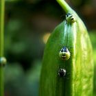 Sommer 2008 - selbst die Marienkäfer sind noch grün! :