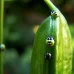 Sommer 2008 - selbst die Marienkäfer sind noch grün! :