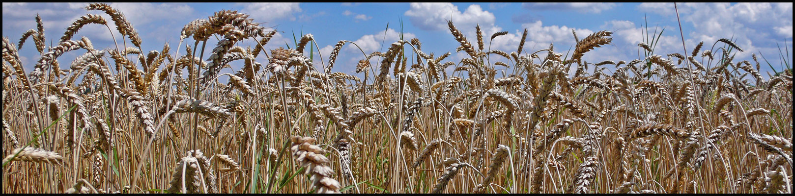 Sommer 2010