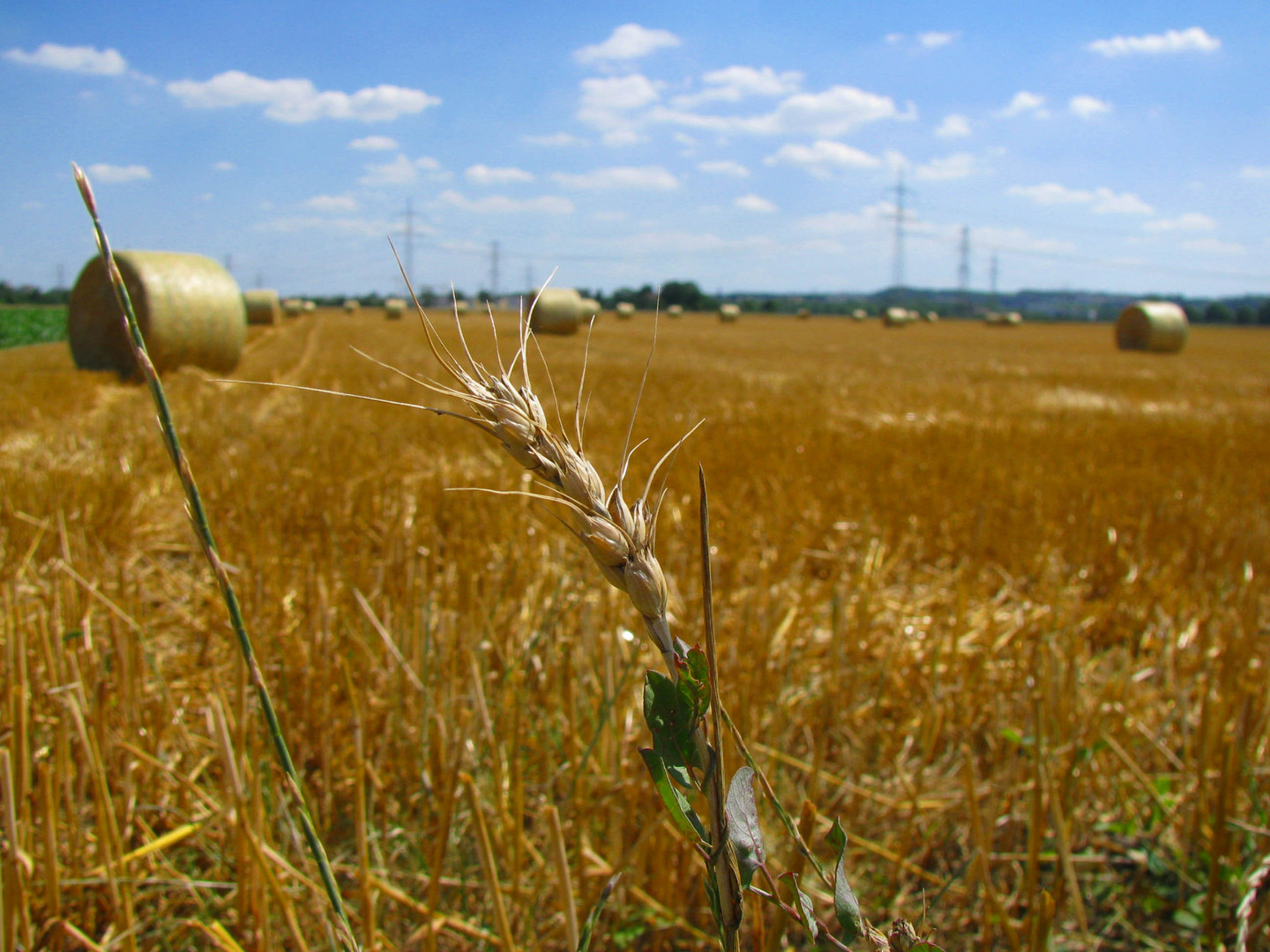 Sommer 2010