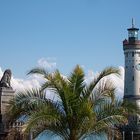 Sommer 2011: Lindau - Palme vor Hafeneinfahrt