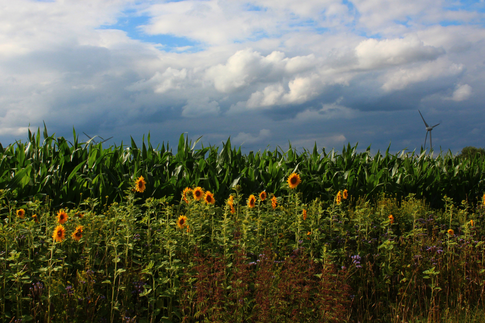 Sommer 2012...