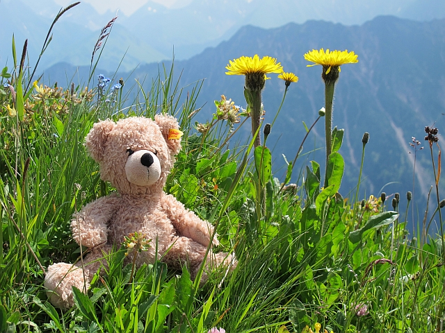 Sommer 2013: Fellhorn - Bergblumen und Teddybär