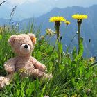 Sommer 2013: Fellhorn - Bergblumen und Teddybär