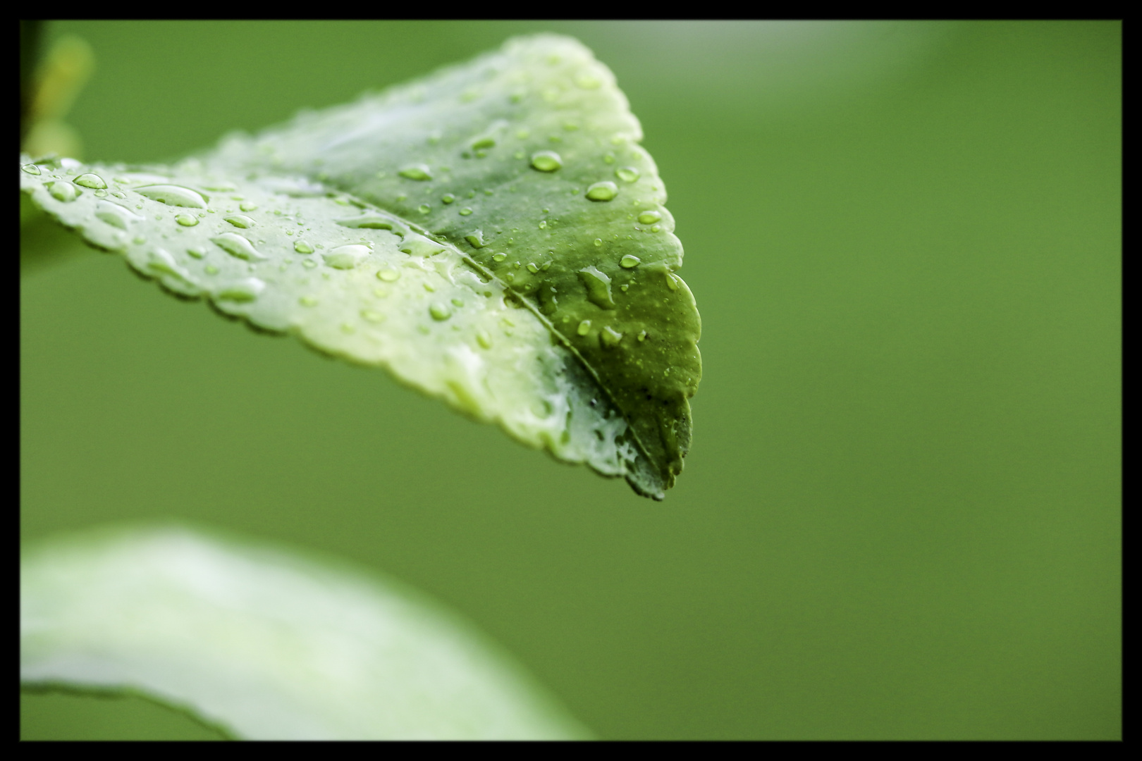 Sommer 2014