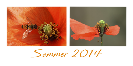 Sommer 2014