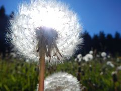 Sommer 2014 - im Sonnenlicht