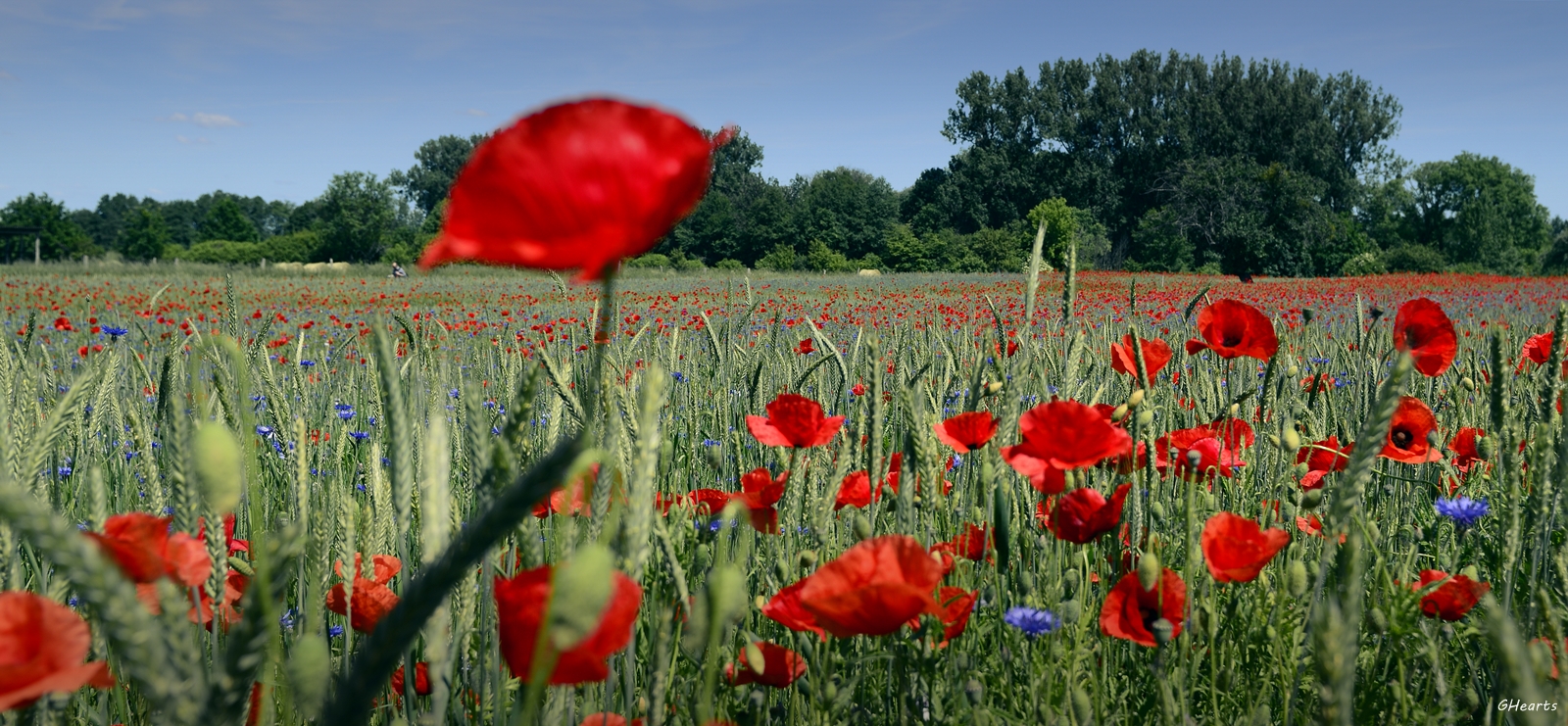 Sommer 2015