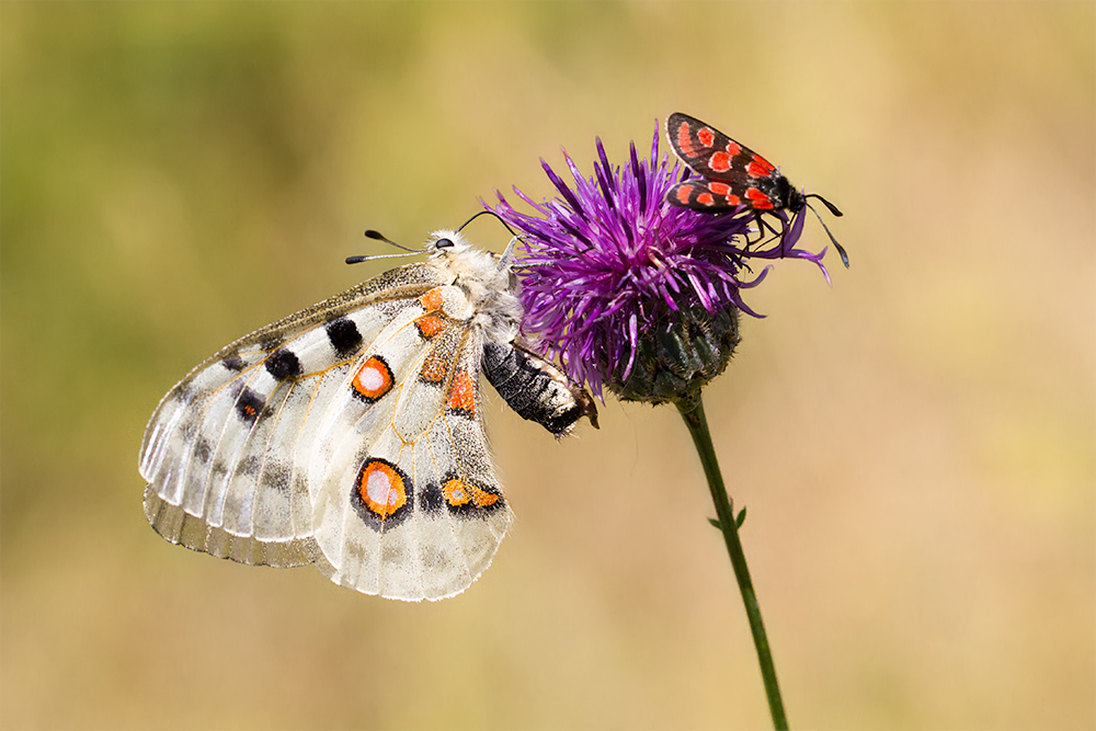 Sommer 2015 - Apollofalter W und Esparsettenwidderchen