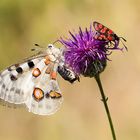 Sommer 2015 - Apollofalter W und Esparsettenwidderchen