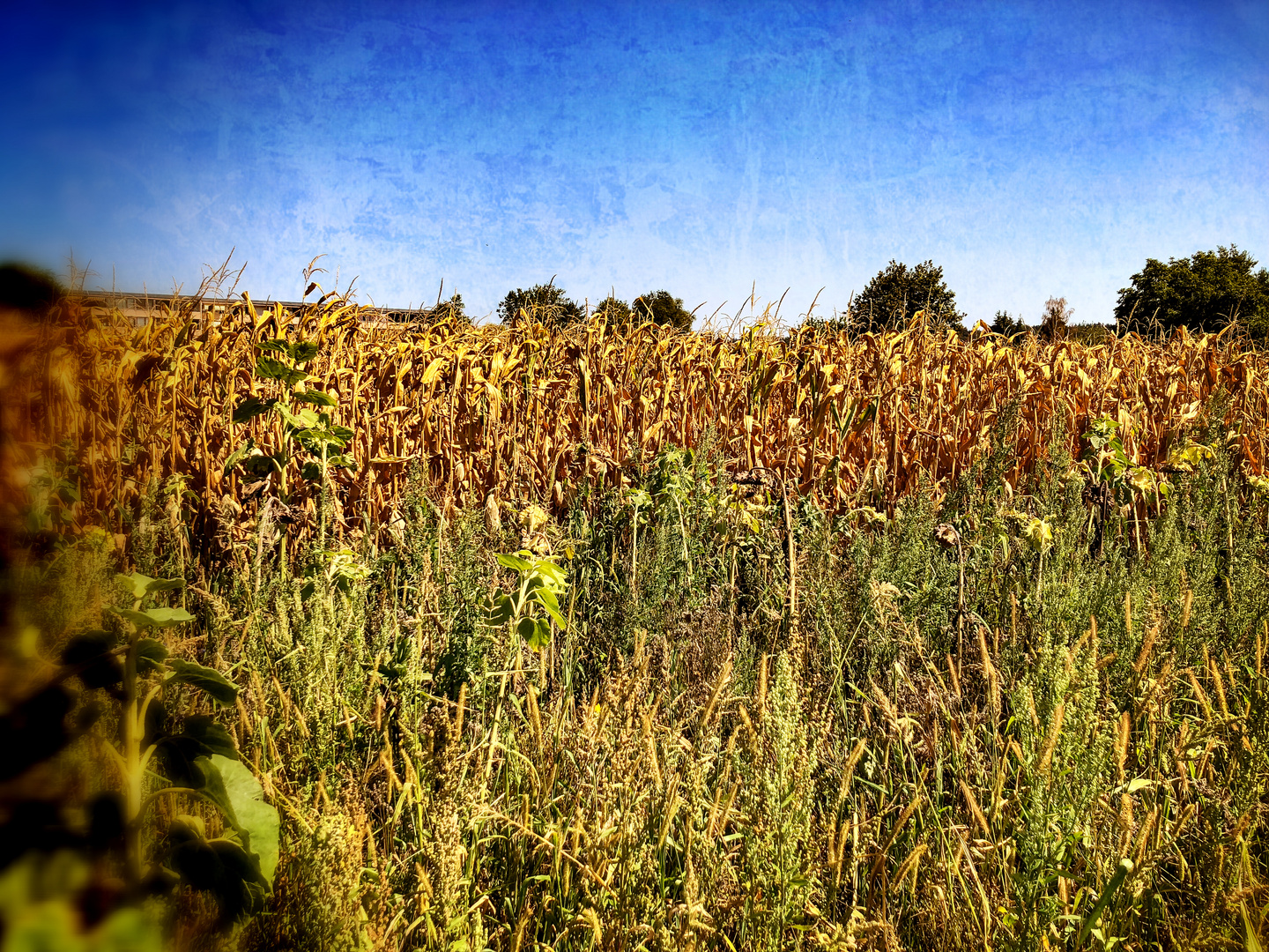 Sommer 2018 Foto & Bild landschaft, jahreszeiten, sommer Bilder auf