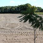 Sommer 2018 in Hechthausen über den Acker geschaut ...