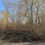 Sommer 2018: Rhein-Weiden auf dem Trockenen 03