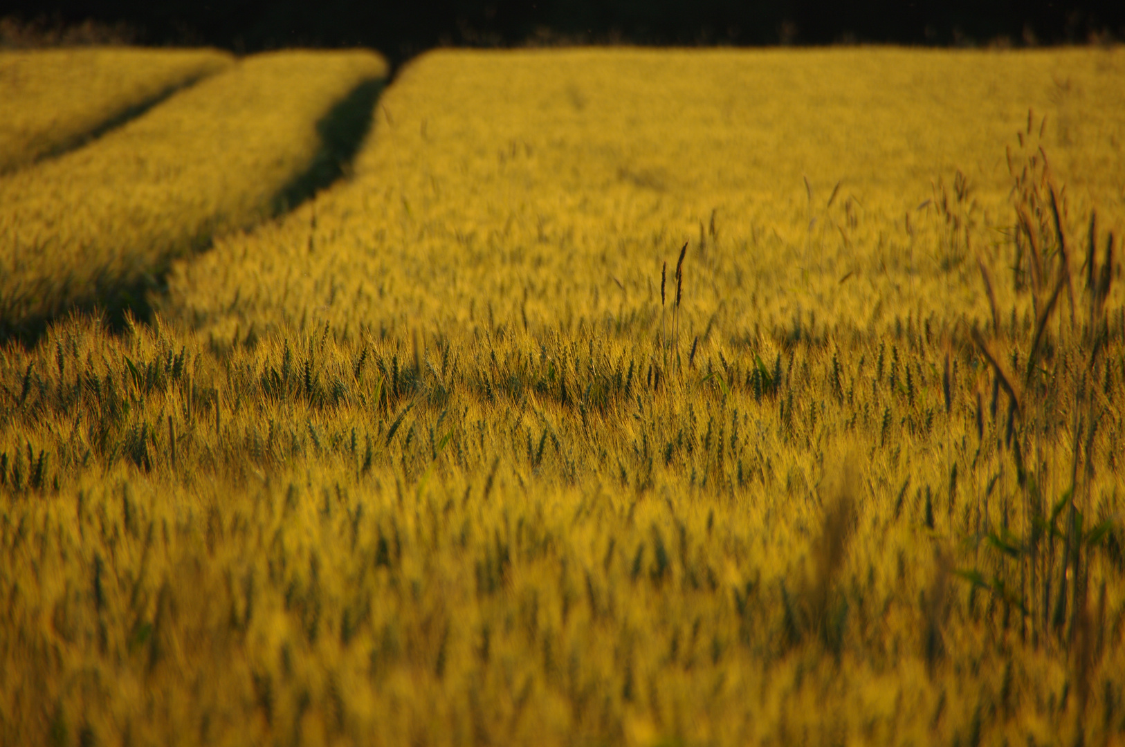 Sommer 2019 - Abendspaziergang