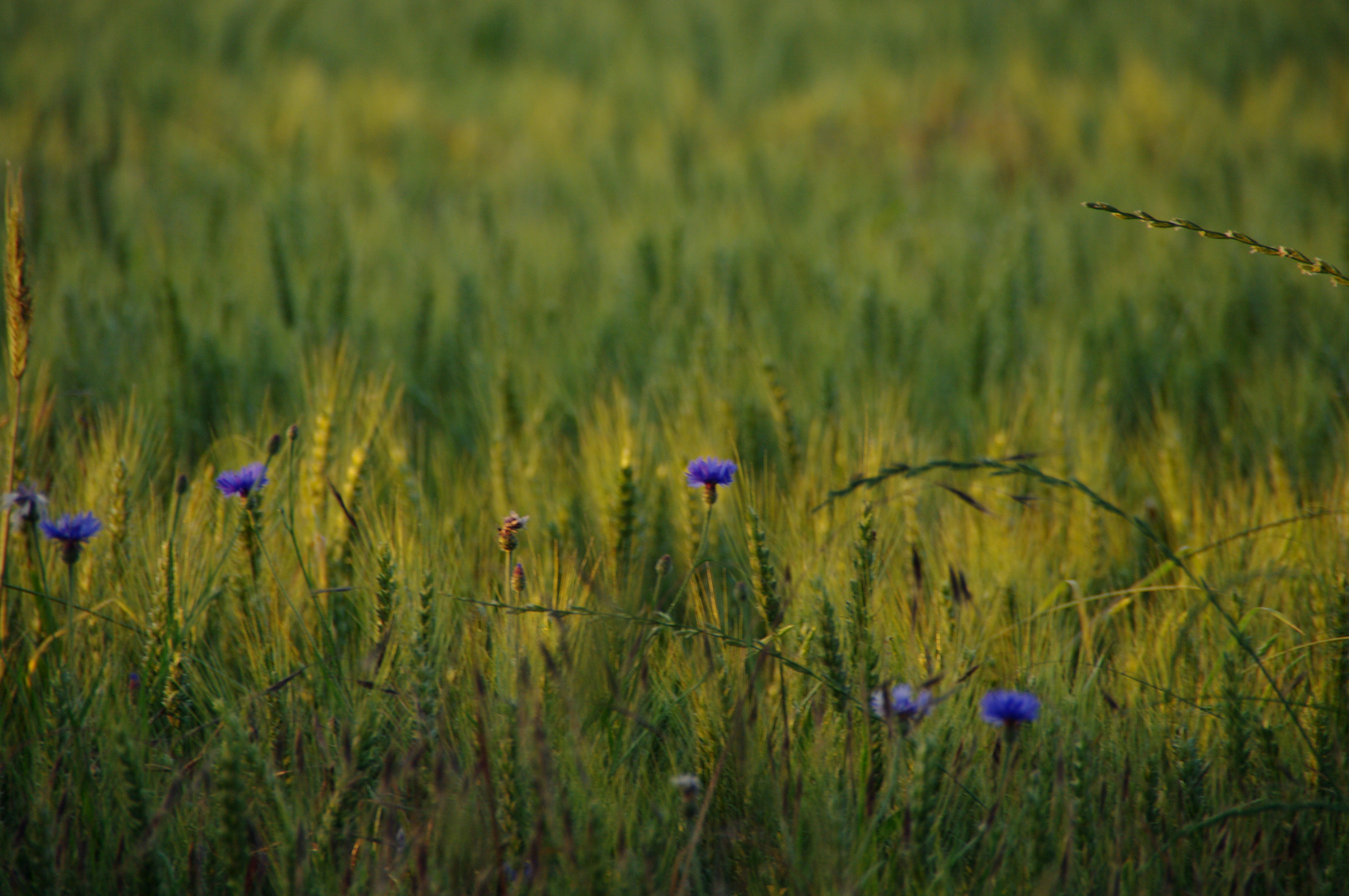 Sommer 2019 - Abendspaziergang