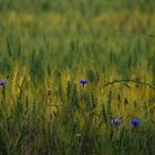 Sommer 2019 - Abendspaziergang