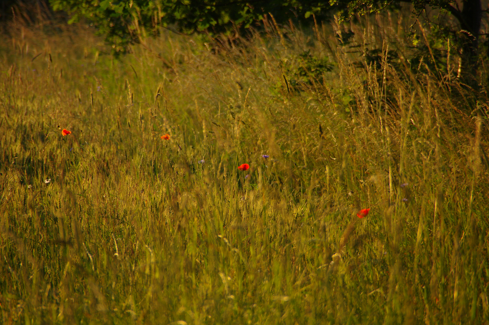 Sommer 2019 - Abendspaziergang