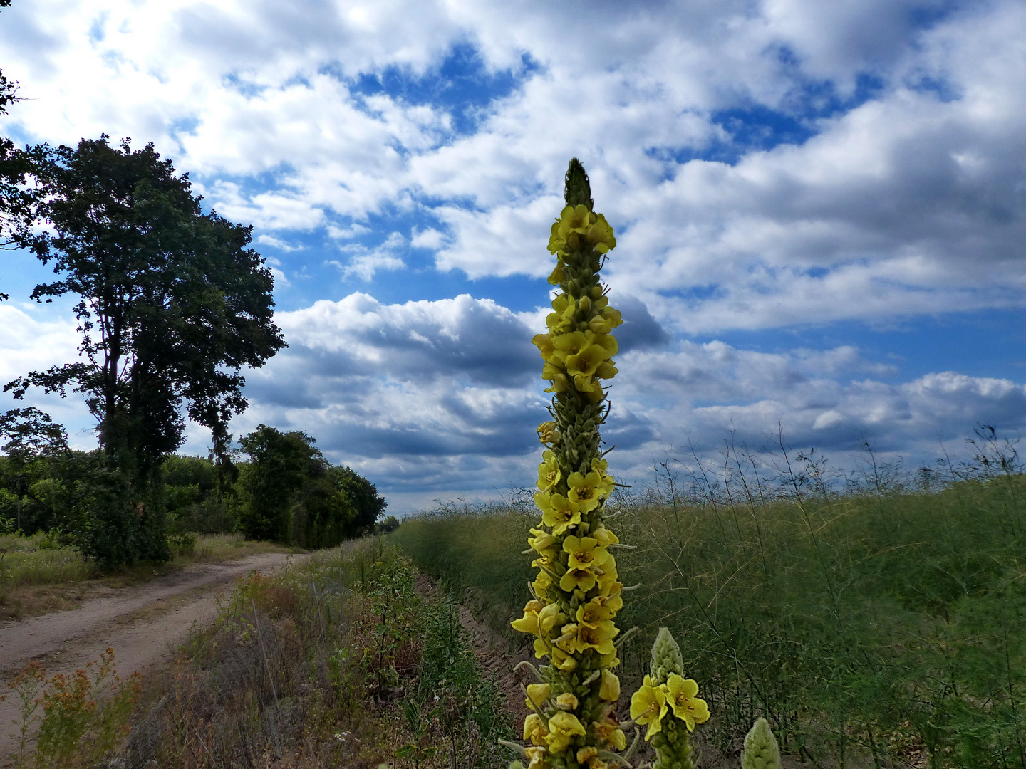 Sommer 2019