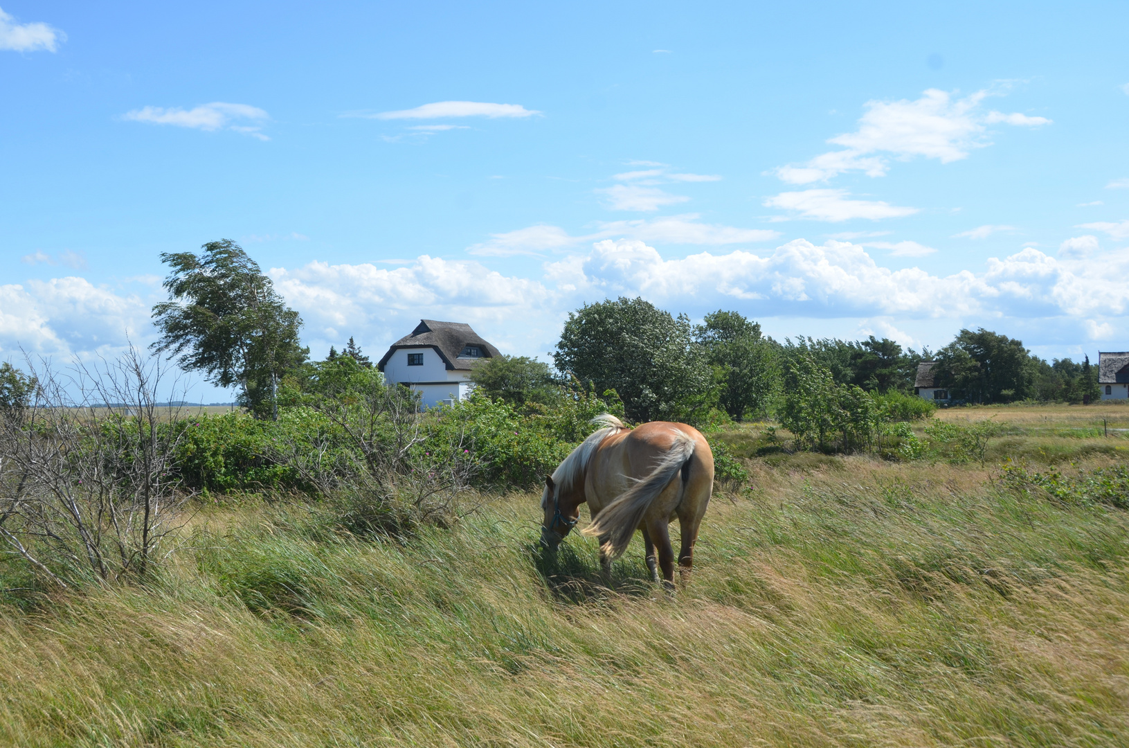 Sommer 2023 Hiddensee 