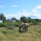 Sommer 2023 Hiddensee 