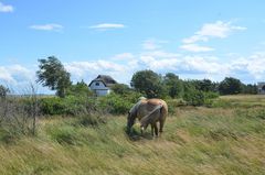 Sommer 2023 Hiddensee 