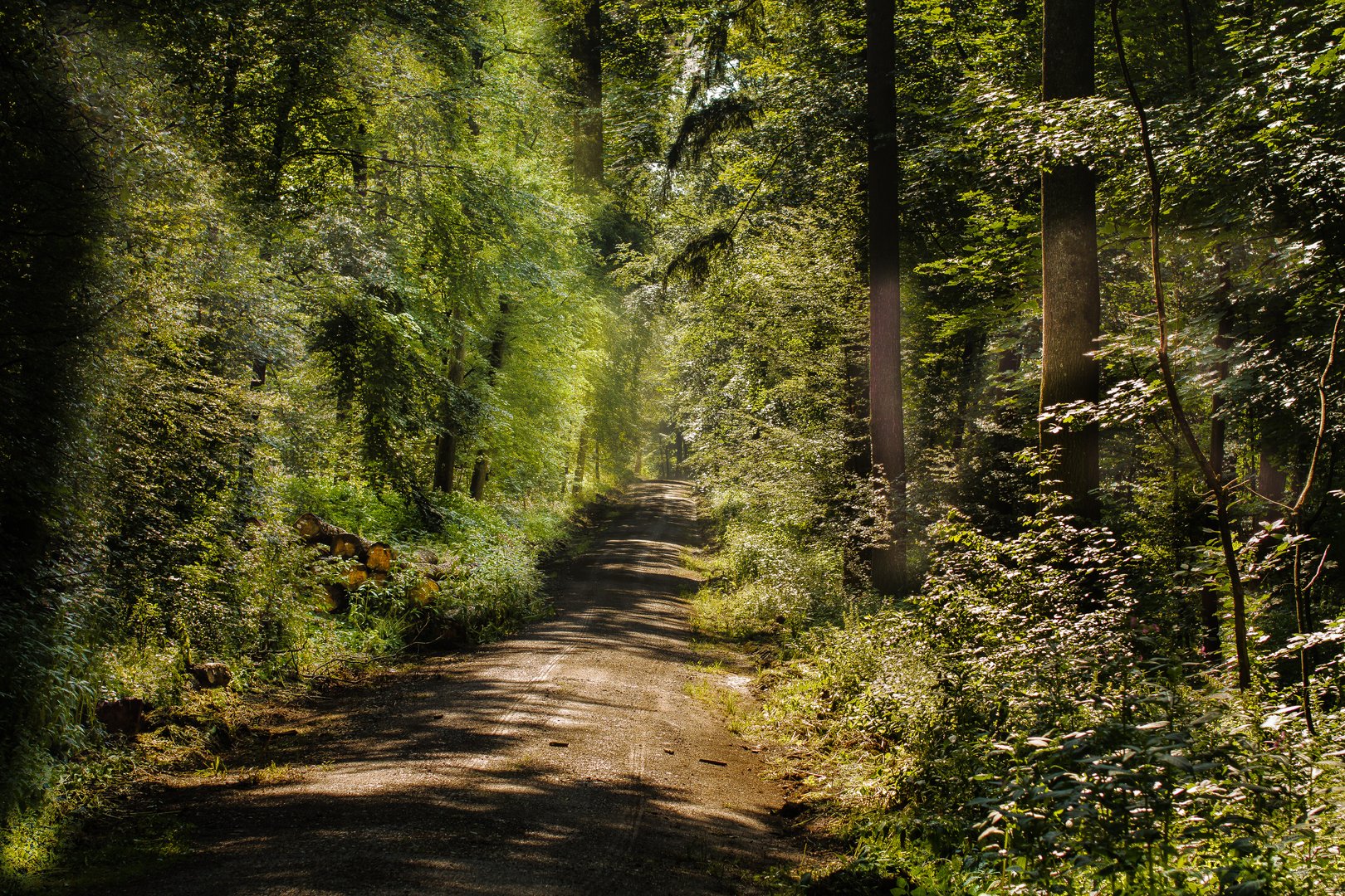 Sommer 2023 im Wald