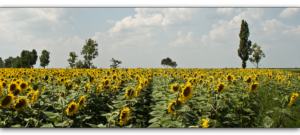 sommer