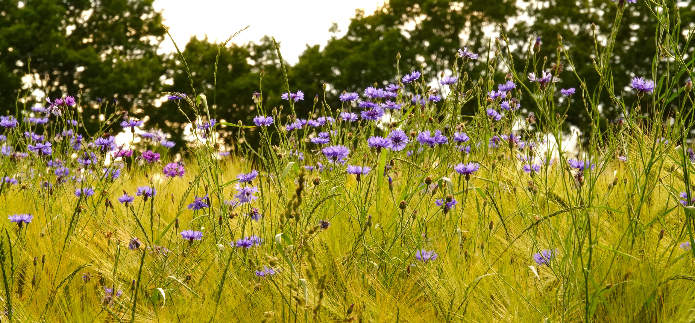 Sommer