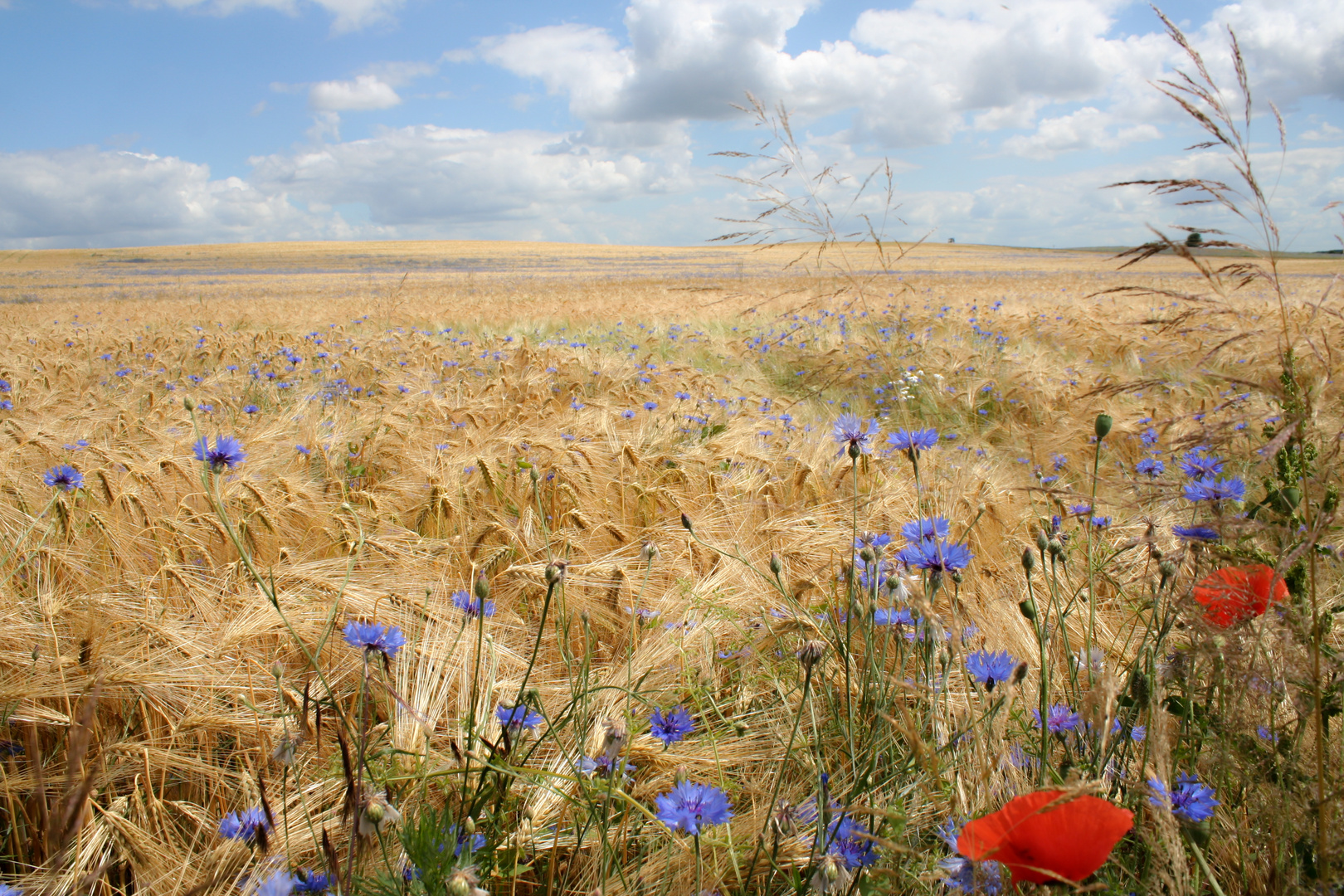 Sommer