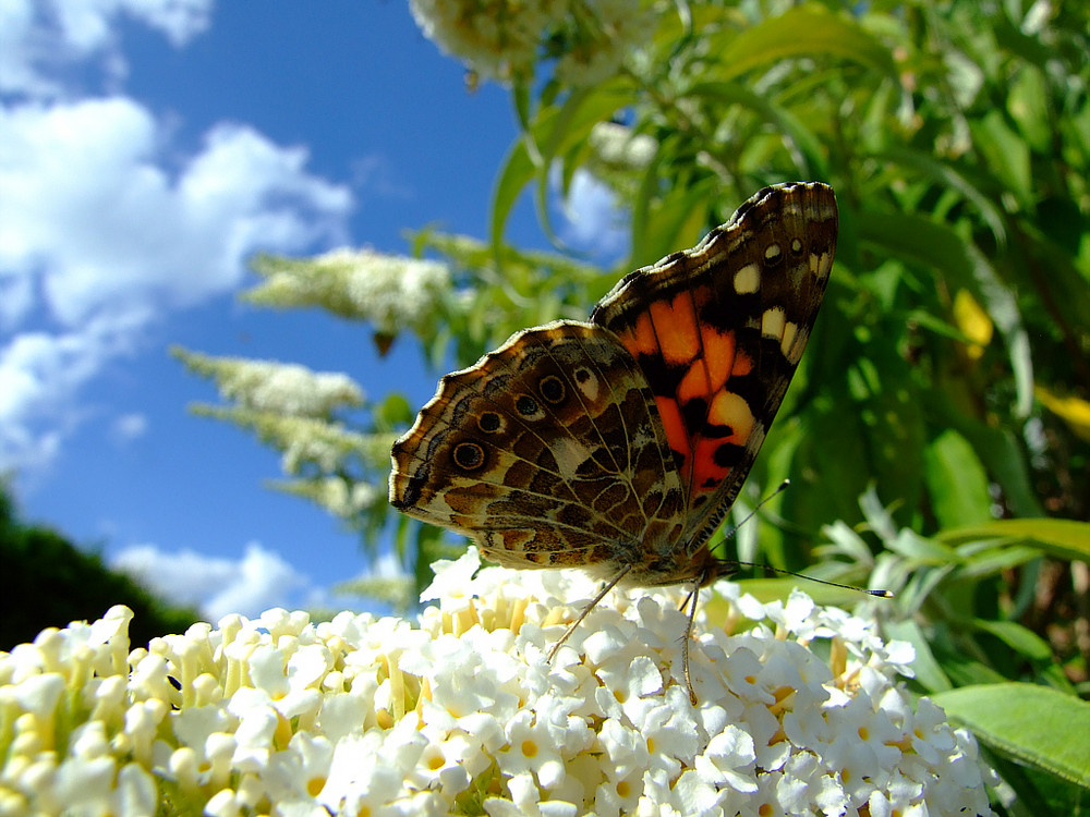 Sommer