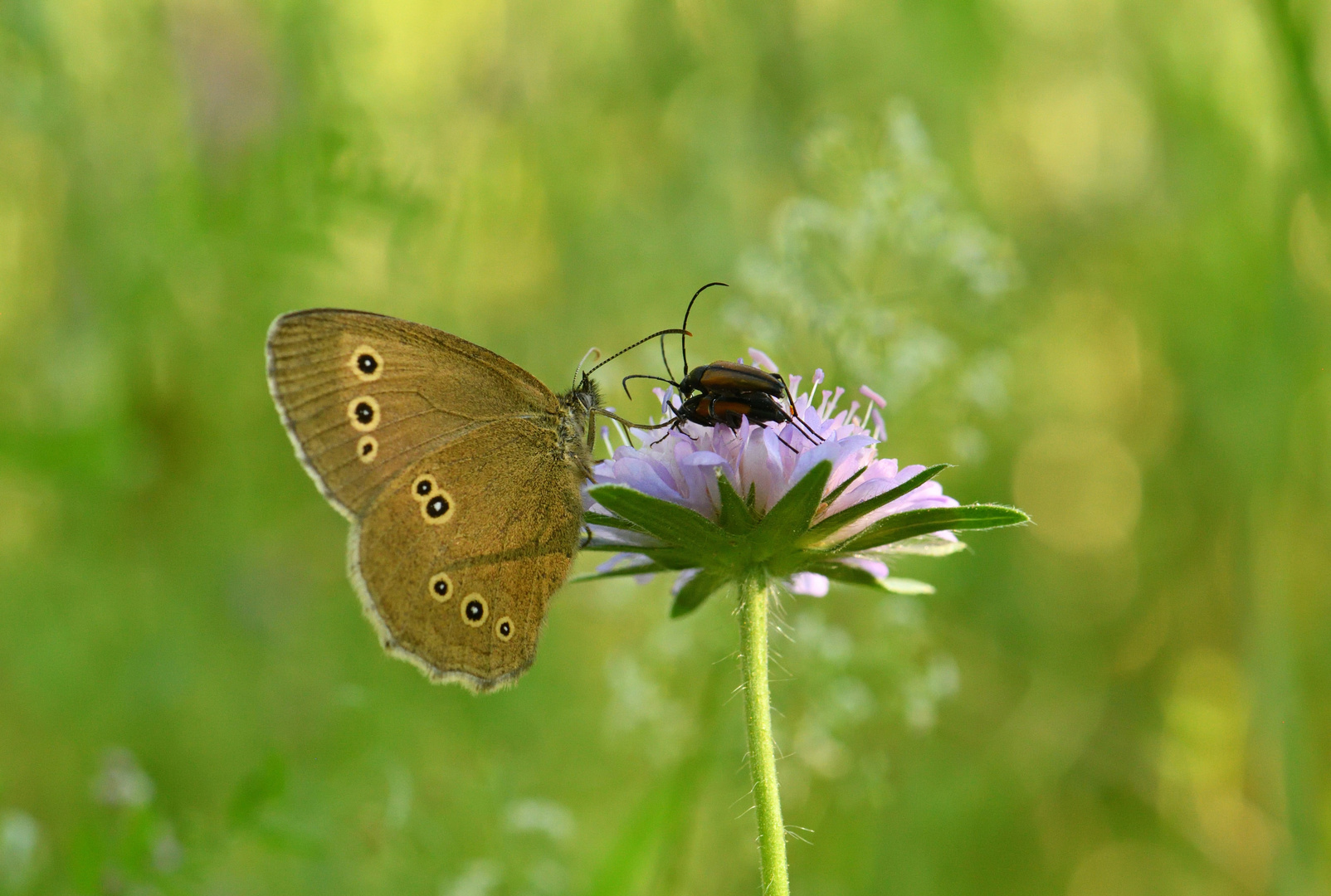 Sommer