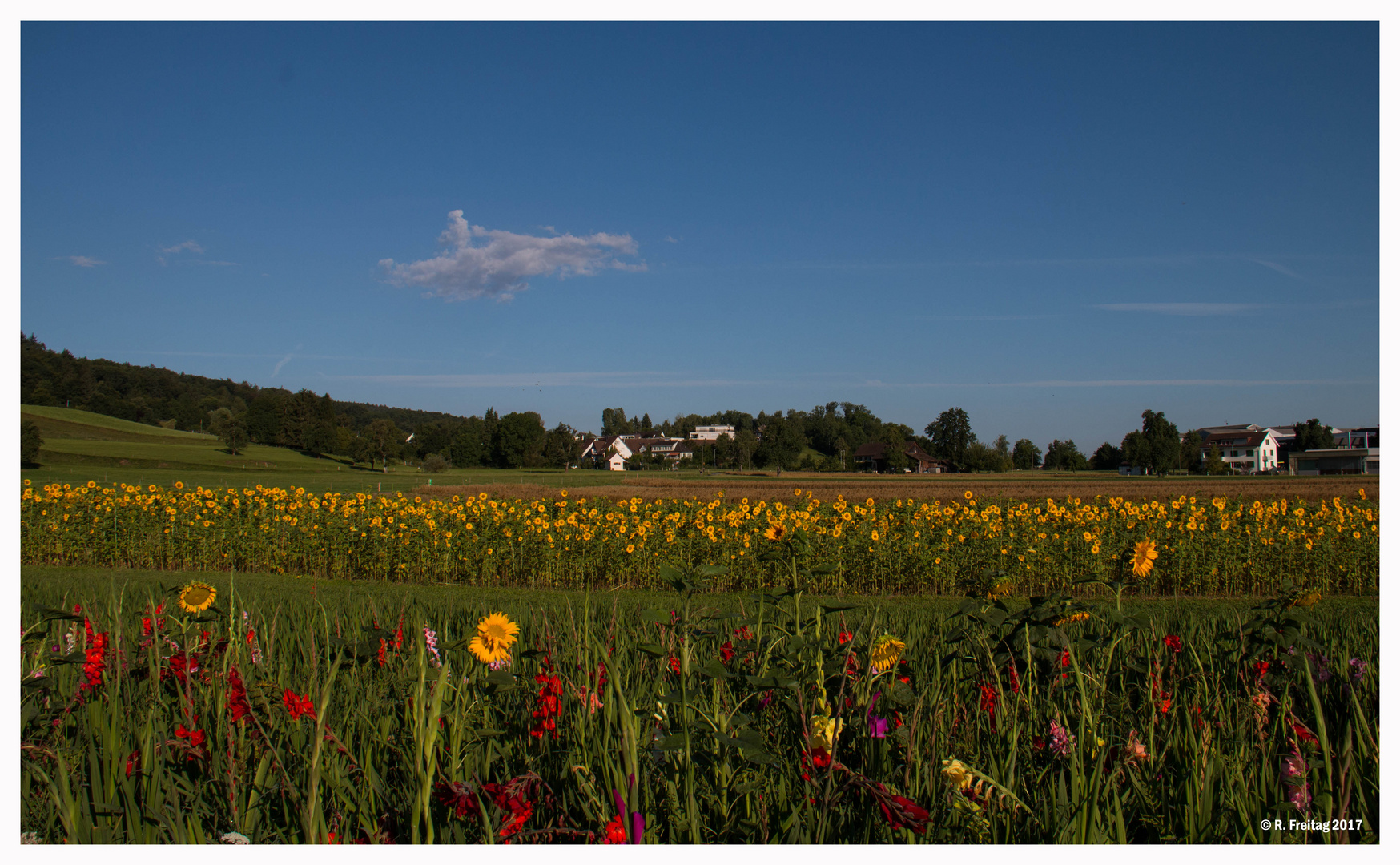 Sommer Foto &amp; Bild | landschaft, kulturlandschaften, schweiz Bilder auf ...