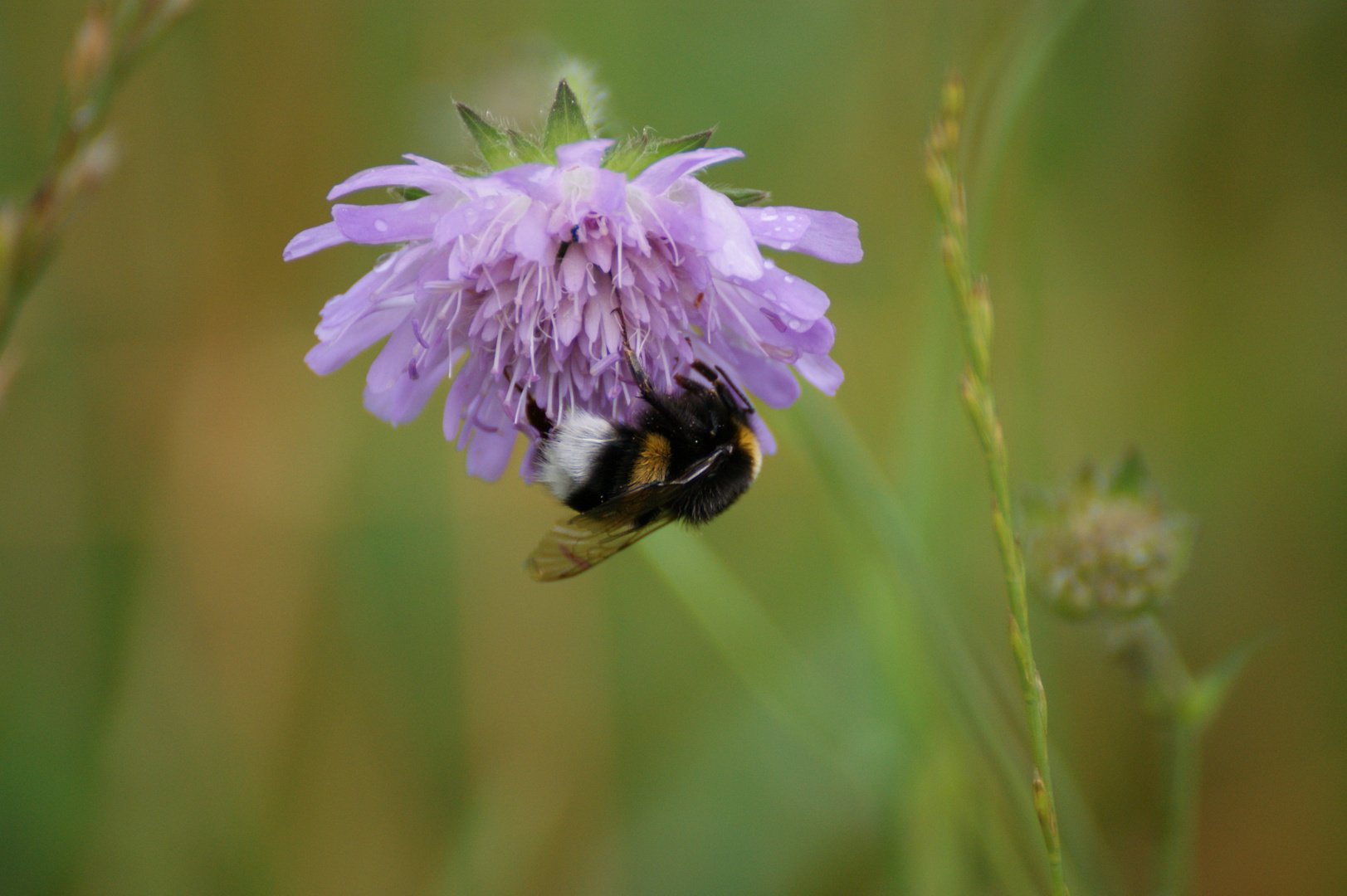 Sommer Foto & Bild tiere, tierdetails, natur Bilder auf