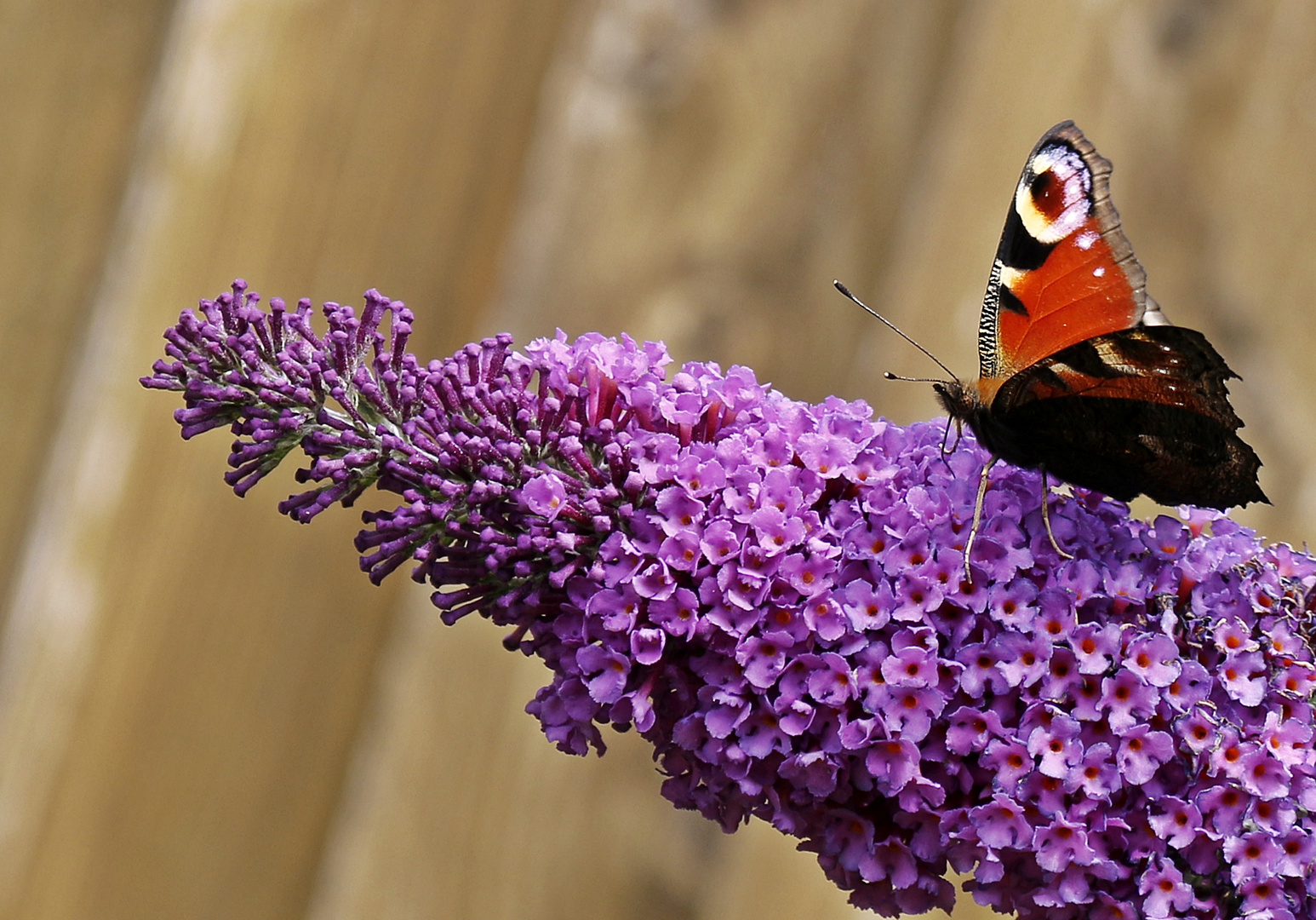 Sommer