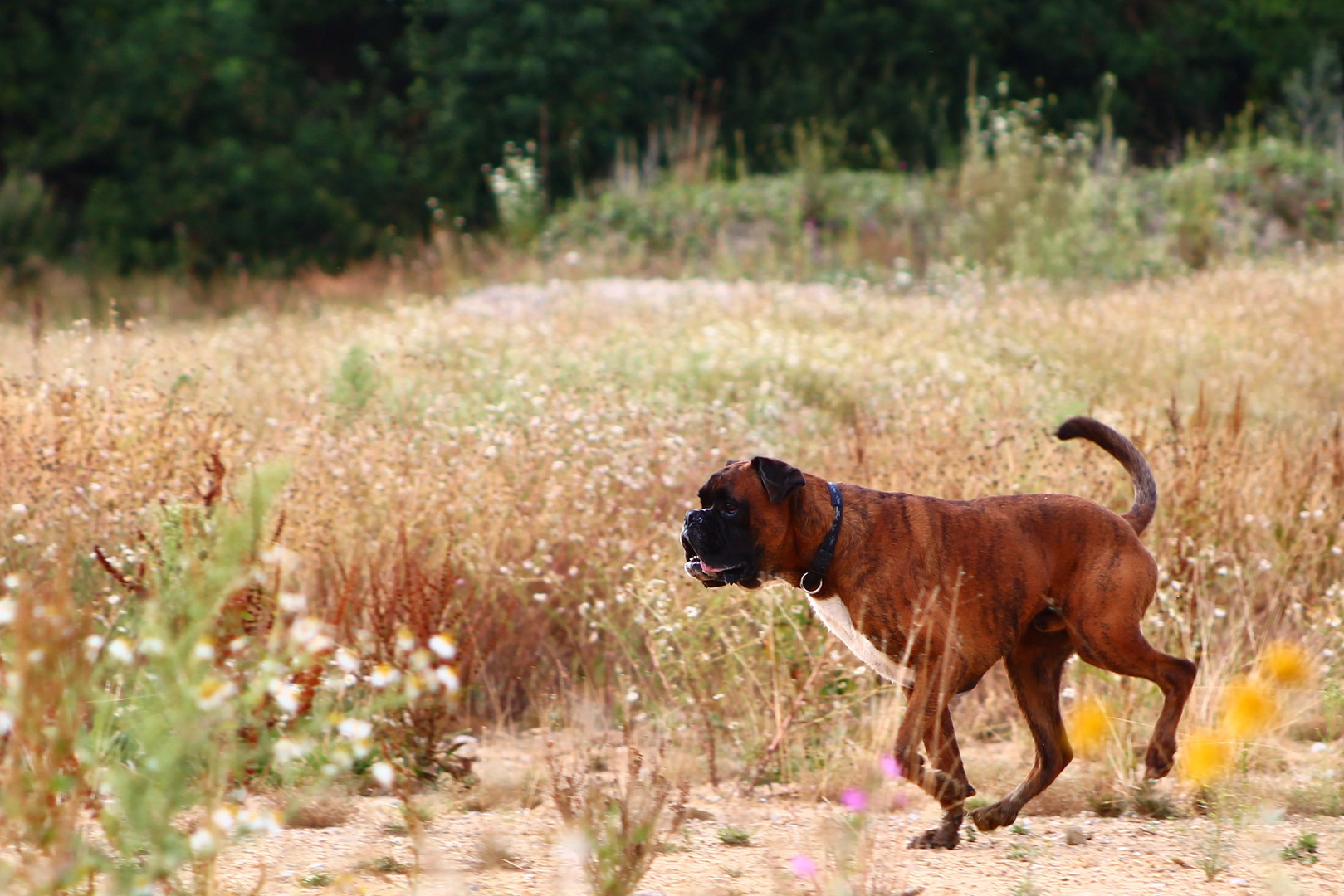 Sommer