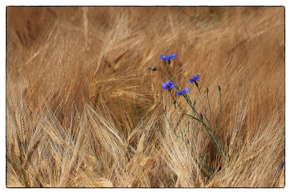 Sommer