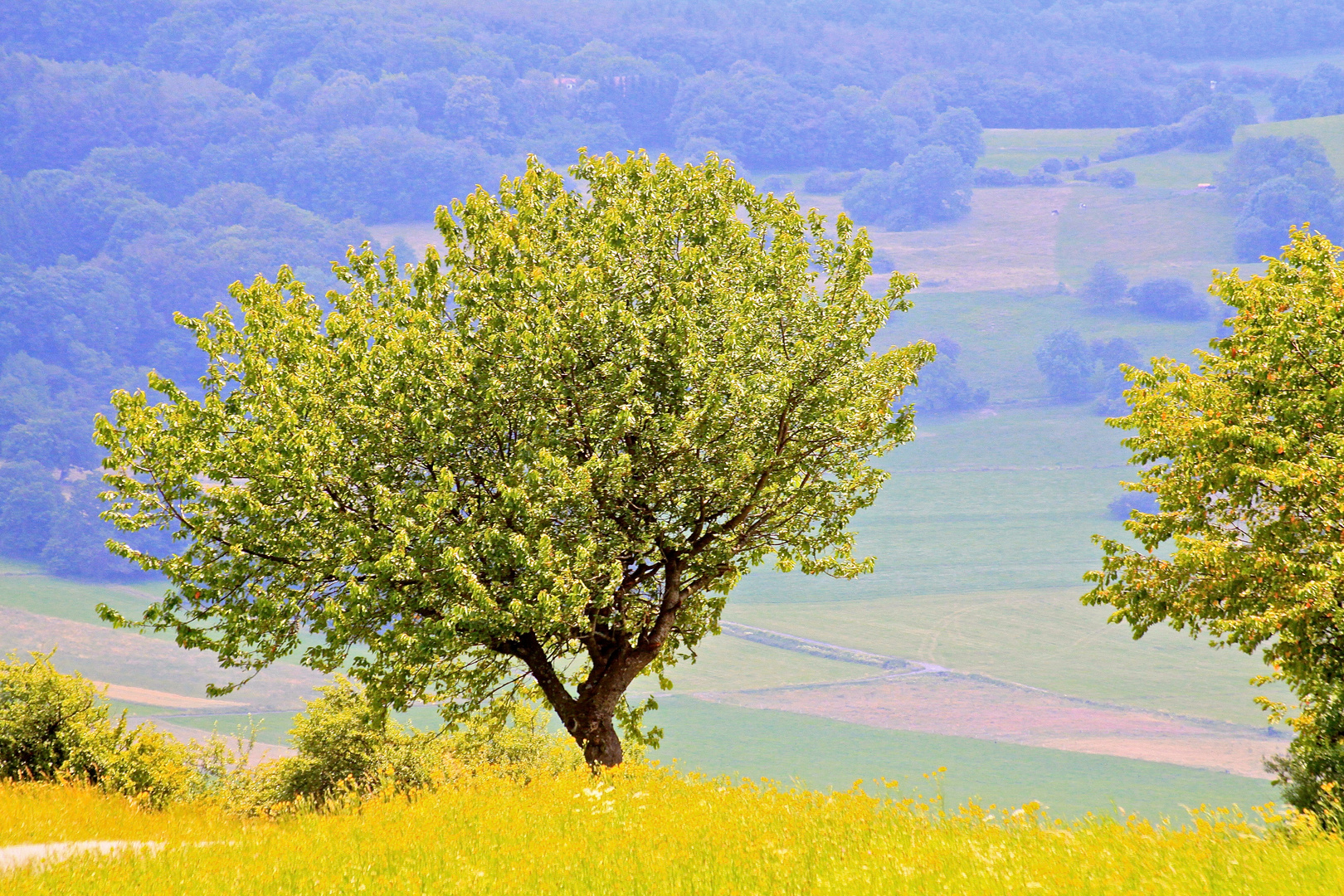 Sommer