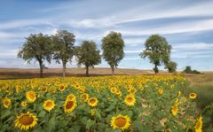 Sommer...