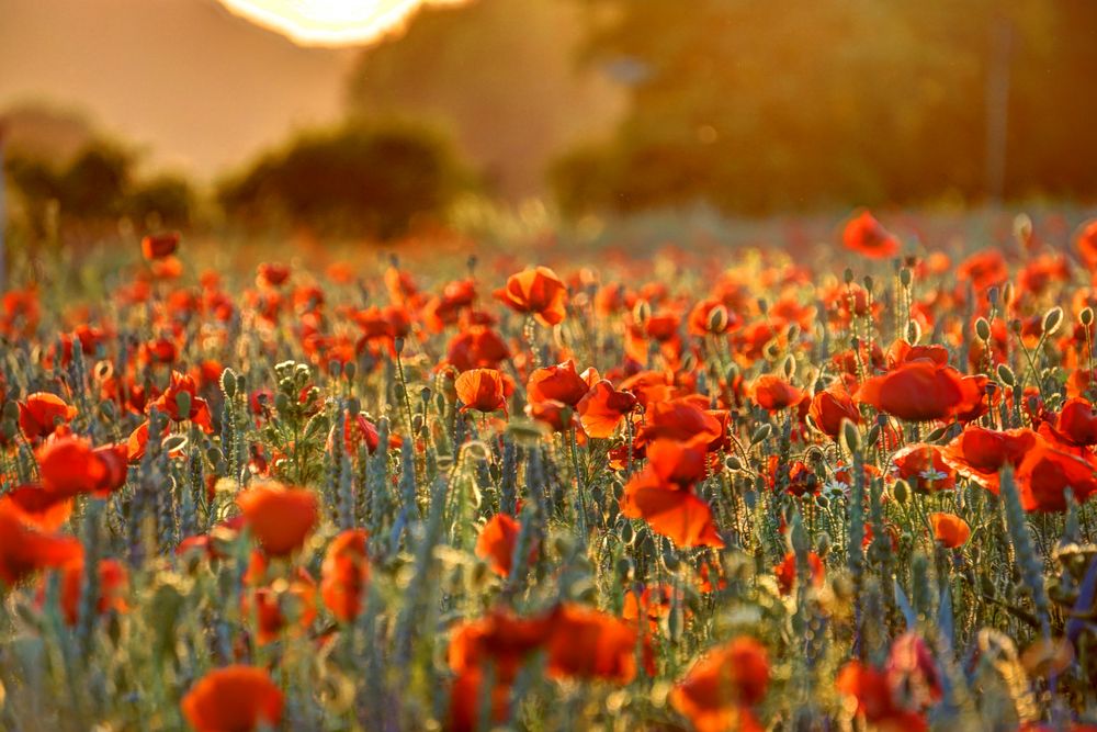 Sommer Foto & Bild landschaft, jahreszeiten,