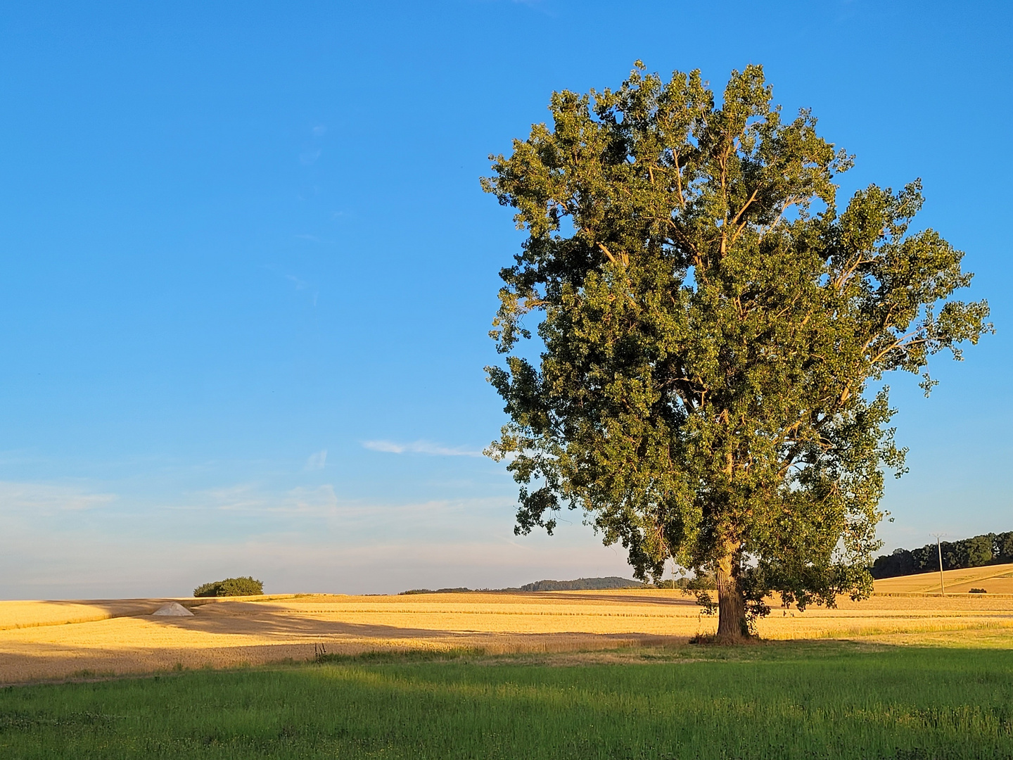 Sommer