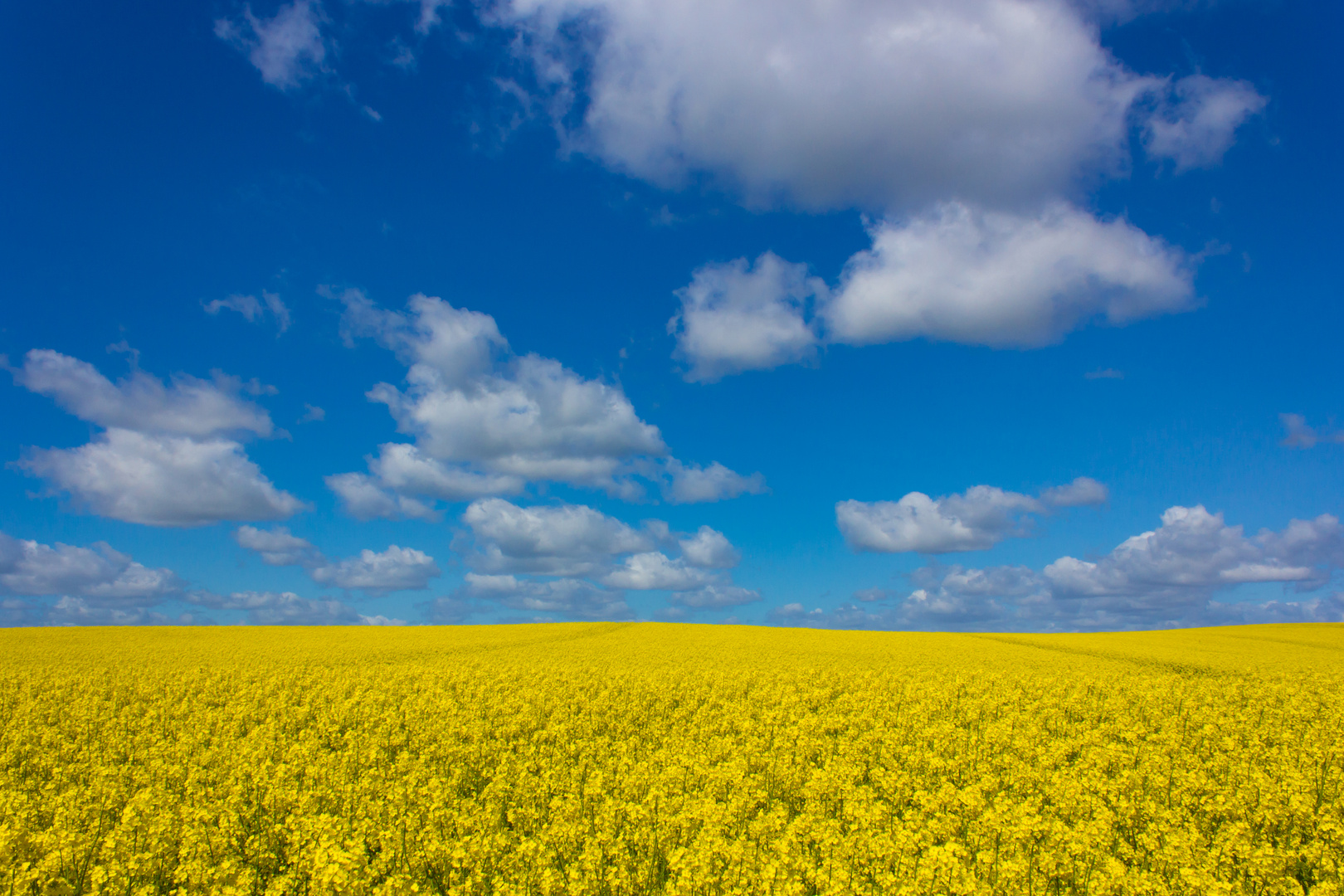 Sommer! Foto & Bild | landschaft, Äcker, felder & wiesen ...