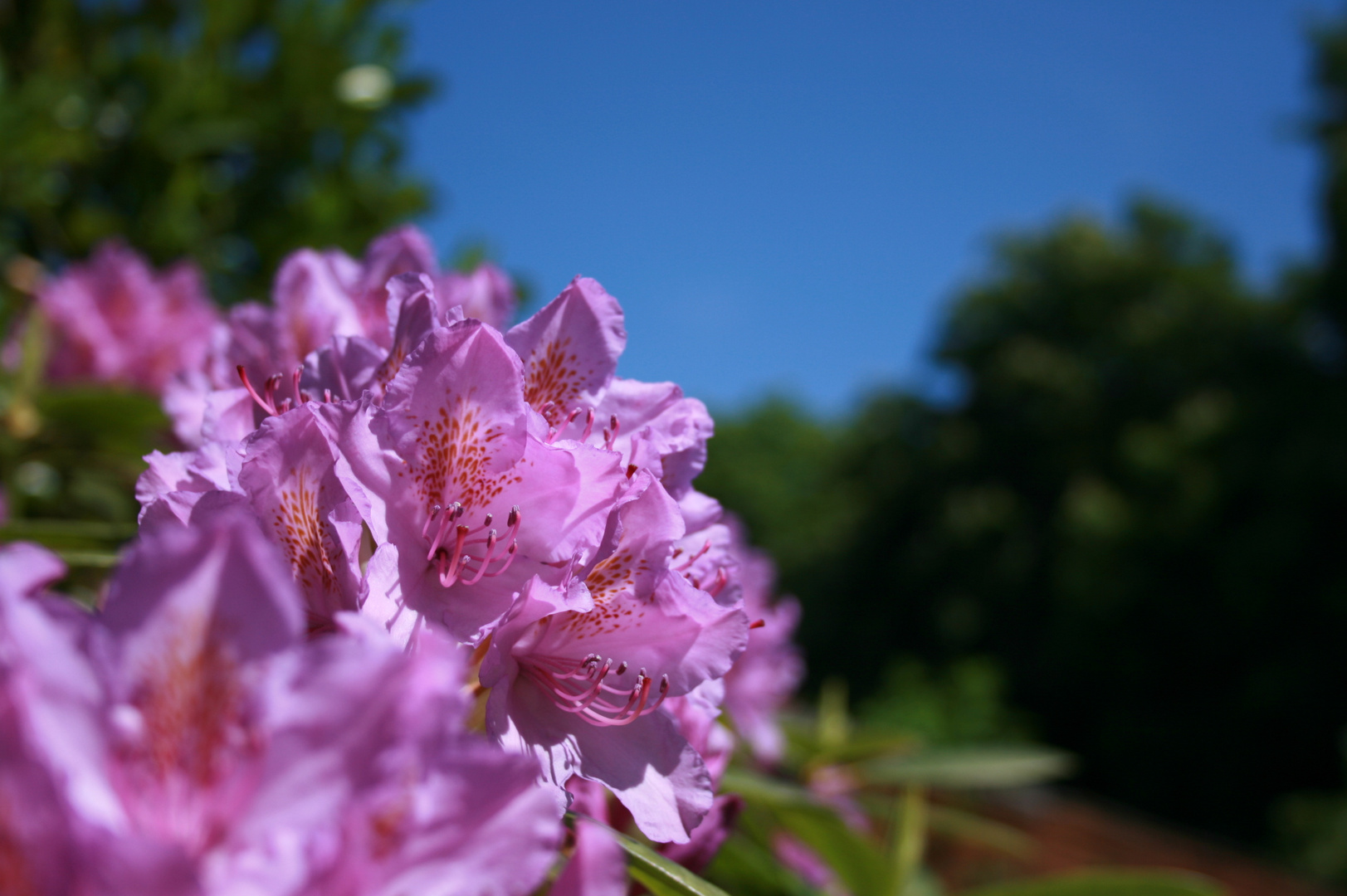 Sommer