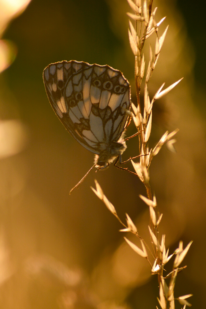 Sommer