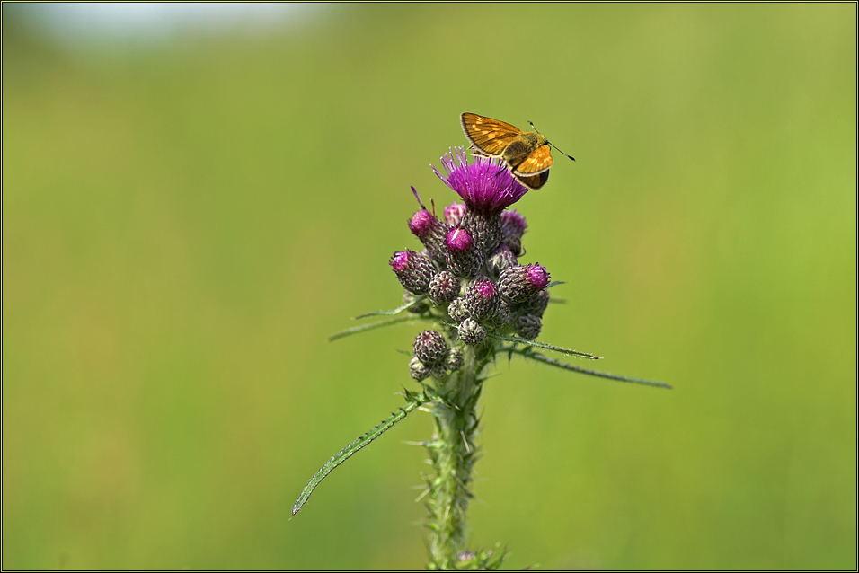 Sommer